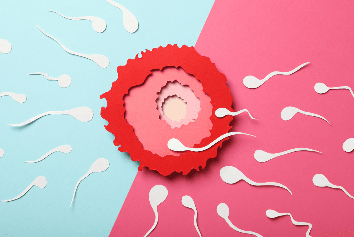 Optimizing timing for&nbsp;conception